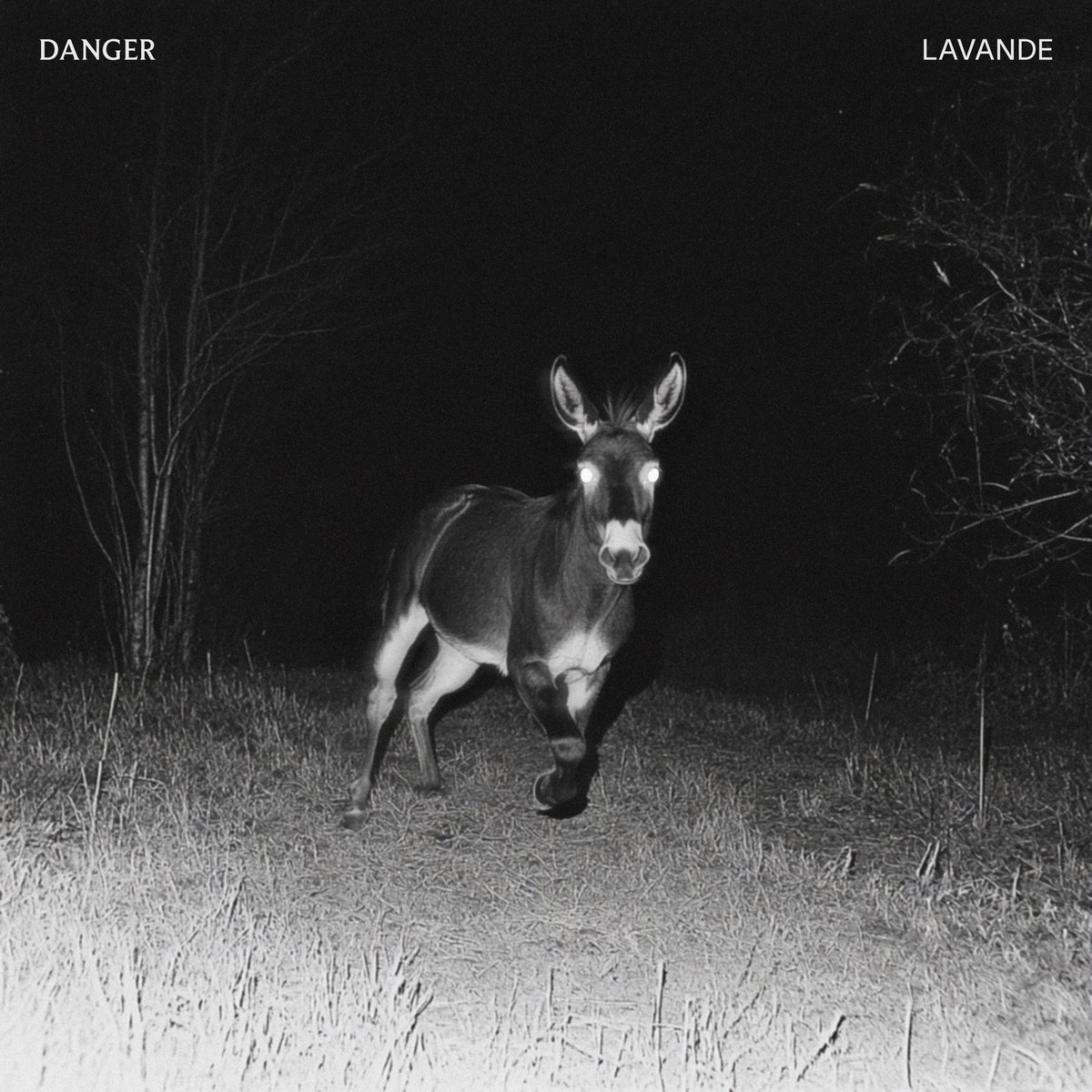 DANGER - LAVANDE