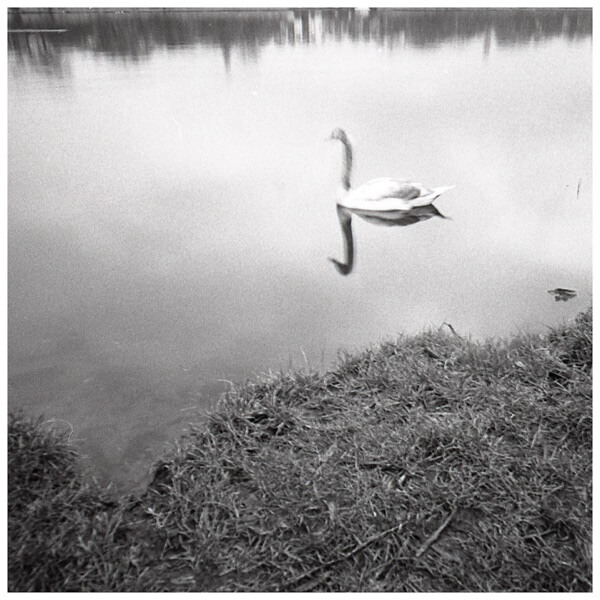 LES OISEAUX - FLEUR DE PEAU