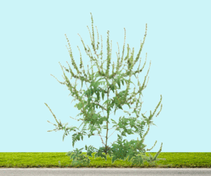 MSSS - Herbes a poux 2025